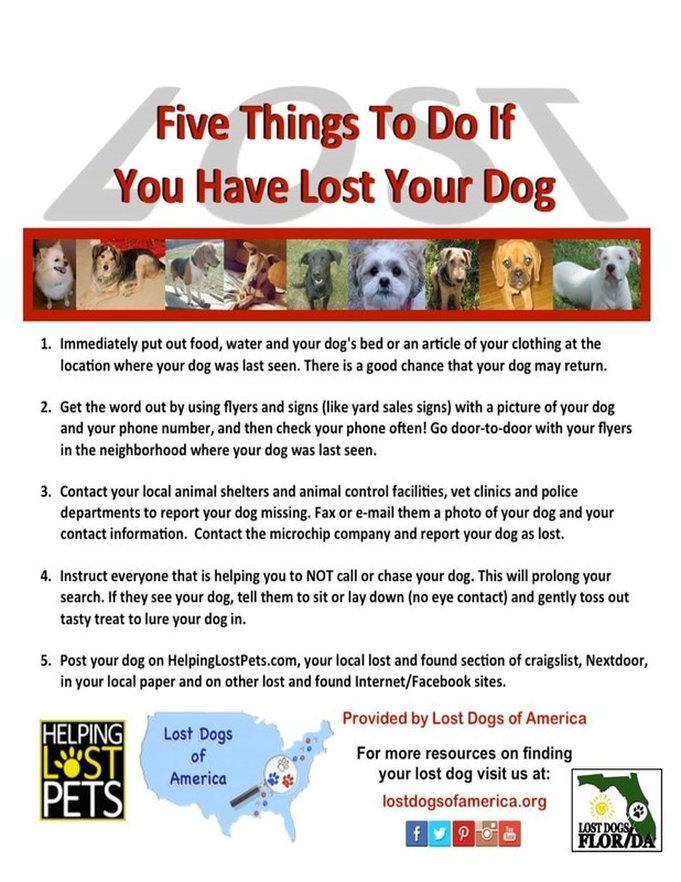 what to do with a lost dog