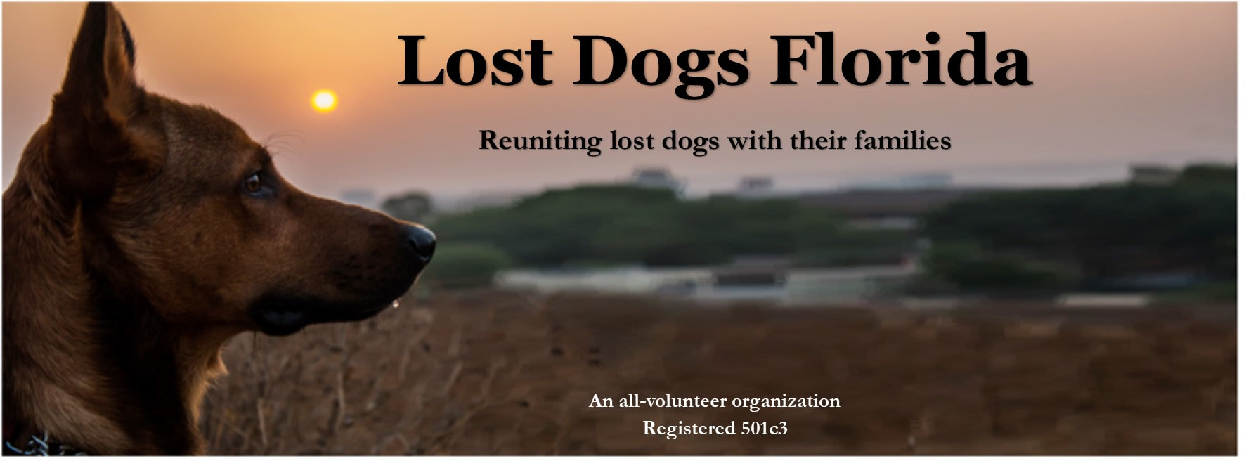 Lost Dogs Florida - Welcome